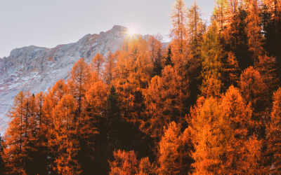 Brown leafed trees