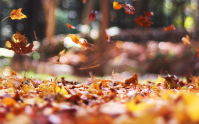 Selective focus photography of orange and brown falling maple leaves