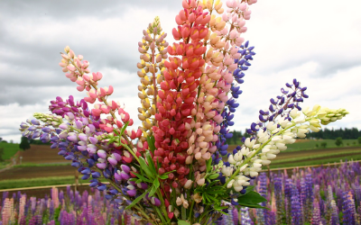 Lupine flower