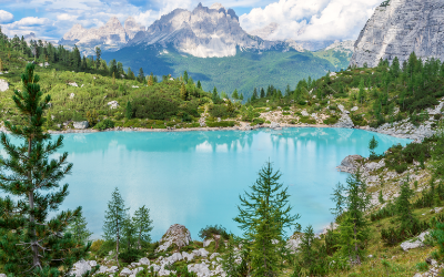 Green pine trees near teal water at daytime