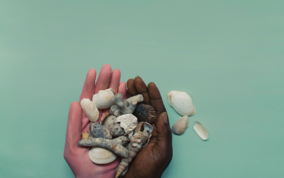 White and brown seashells