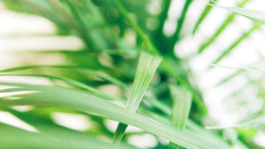 Close up of green plant