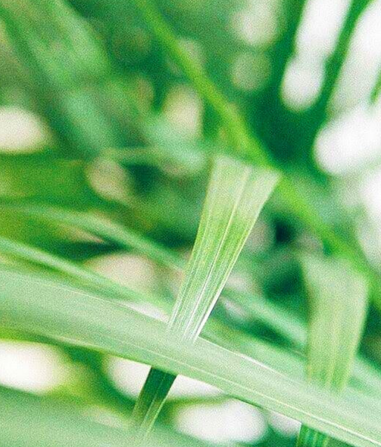 Close up of green plant