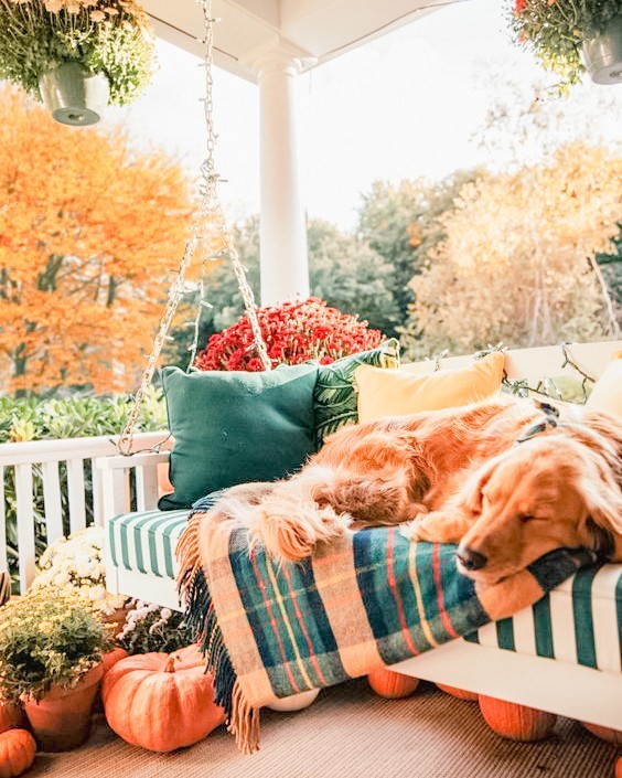 Fur baby, changing leaves, and a porch swing; if this isn't fall vibes I don't know what is