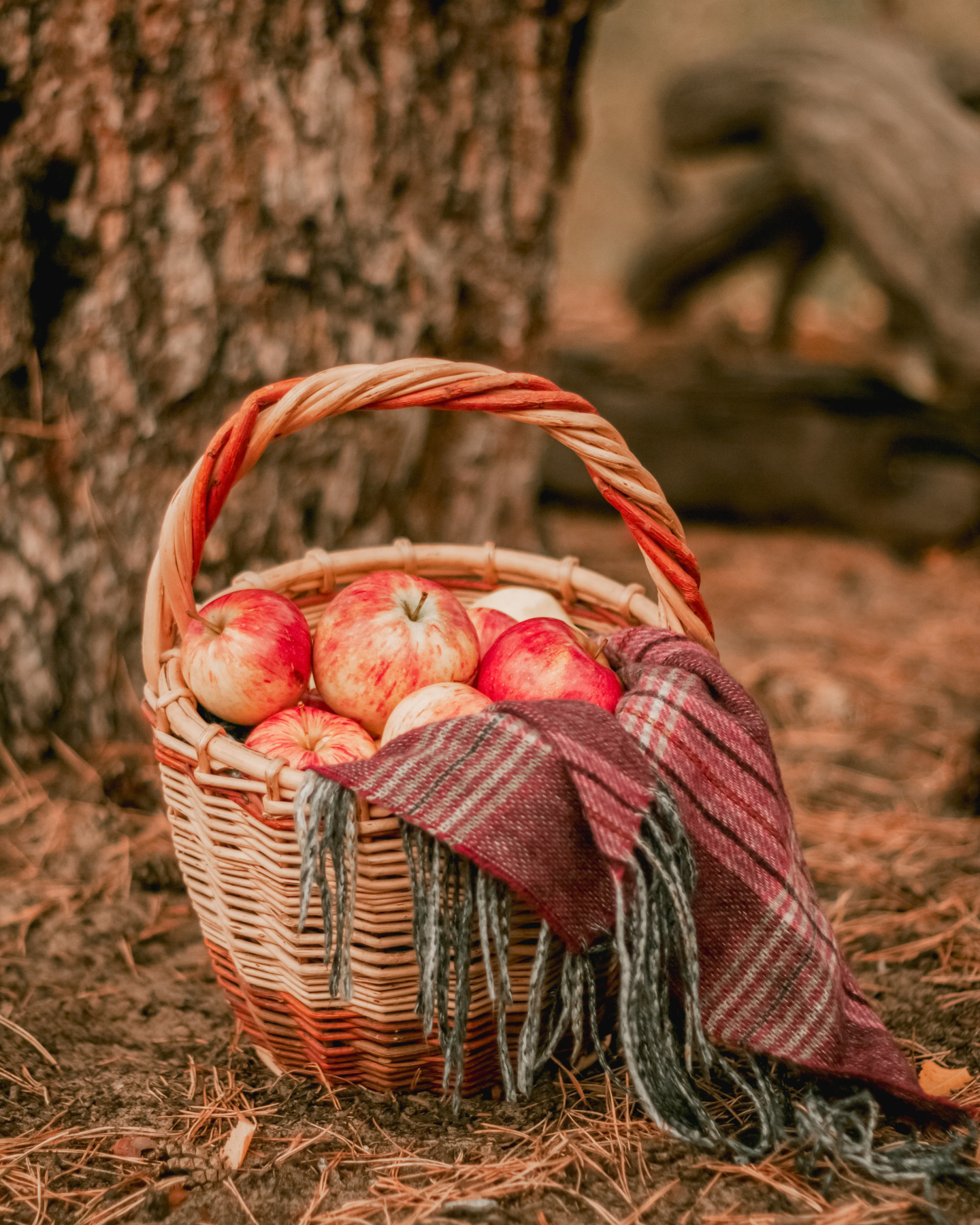 Name a more perfect fall photo 🍎
·
I love me some pumpkin, but apples are another great fall staple. And there's something about going apple picking with a basket and plaid scarf that feels like I'm fresh out of a New England town.