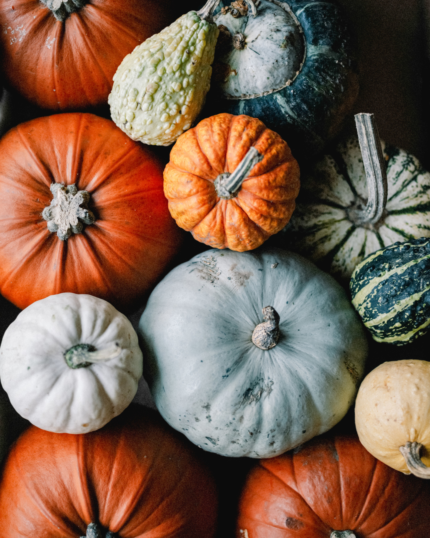 Just a girl showcasing her love of pumpkins for the gram! Aren't they gourd-geous 🎃